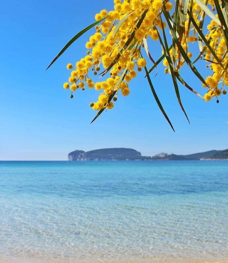 Casa Vacanze Calik Alghero 费尔蒂利亚 外观 照片